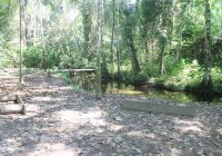 Bosque de Aguajal Carachamayo