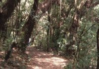 Bosque de Cachil Bosque de Cachil