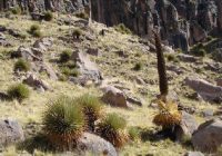 Bosque de Cayara Bosque de Cayara