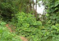 Bosque de la Comunidad Nativa de Infierno