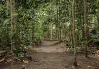 Bosque de las Nuwas Bosque de las Nuwas