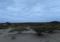 Bosque de Pariñas