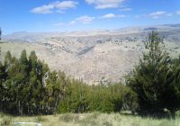 Bosque de Pinos de Yanayana y Quishuar