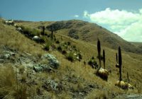 Bosque de Puyas de Raimondi de Masma Chicche