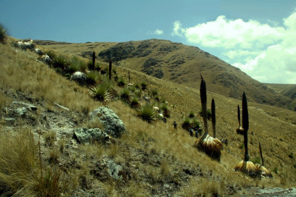 Bosque de Puyas de Raimondi de Masma Chicche