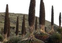 Bosque de Puyas Raimondi