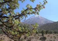 Bosque de Queñuales de Chiguata Bosque de Queñuales de Chiguata