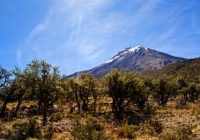 Bosque de Queñuas Bosque de Queñuas