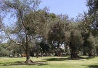 Bosque el Olivar de San Isidro