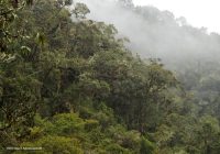 Bosque Monte Potrero Bosque Monte Potrero