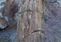 Bosque Petrificado de Kakenkorani