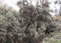 Bosques Quenuales Yahui