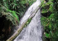 Cascada Saucecillo Cuna Verde Cascada Saucecillo Cuna Verde