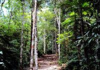 Centro Academico de Investigaciòn y Ecoturistico – Biodiversidad de la Unsm Centro Academico de Investigaciòn y Ecoturistico – Biodiversidad de la Unsm