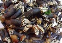 Ceviche de Percebes