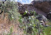 Cueva de Pikimachay Cueva de Pikimachay