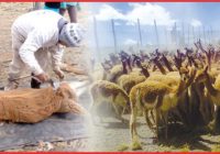Festival de Chaku de Vicuñas Festival de Chaku de Vicuñas