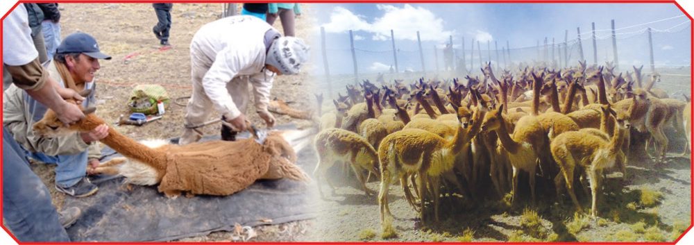 Festival de Chaku de Vicuñas Festival de Chaku de Vicuñas