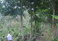 Finca Parcela Bosque con Aroma de Cafe Finca Parcela Bosque con Aroma de Cafe