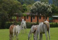 Fundo San Fernando