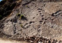 Huellas de Dinosaurio – Jurassic Kancha