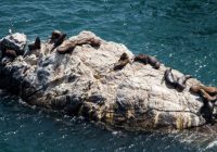 Isla Foca Isla Foca
