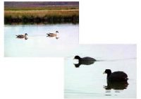 Laguna de los Patos