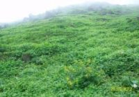 Loma de Amancaes – Bella Durmiente