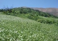 Lomas de Tacahuay Lomas de Tacahuay