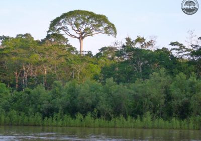 Panguana – Estación Biológica y Área de Conservación Privada