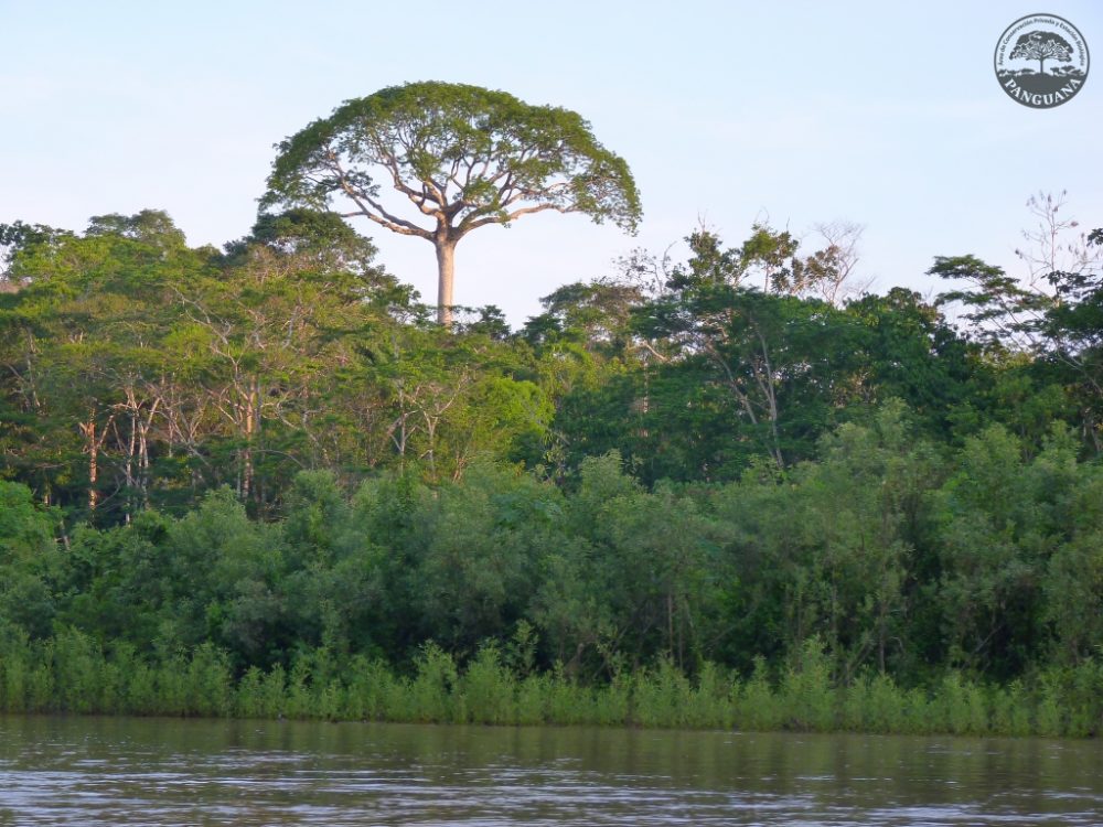 Panguana – Estación Biológica y Área de Conservación Privada
