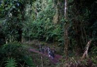 Parque Nacional Tingo María (Bella Durmiente) Parque Nacional Tingo María (Bella Durmiente)