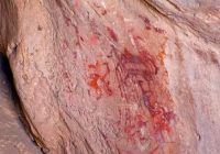 Pinturas Rupestres de Toquepala Pinturas Rupestres de Toquepala