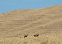 Reserva de Vicuñas Pumawasi