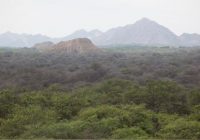 Santuario Histórico Bosque de Pómac Santuario Histórico Bosque de Pómac