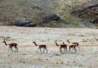 Vicuñas de Cala Cala Vicuñas de Cala Cala